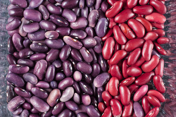 Beans of a variety cultivating and kidney close-up in one plastic container
