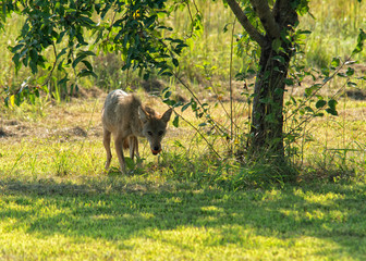 Coyote in the back yard on a sunny afternoon, with an apple it found under the tree, looking warily towards the house