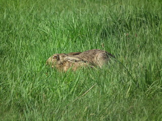hare © Pawe