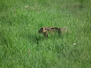 hare © Pawe