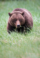 Grizzly bear in the wild