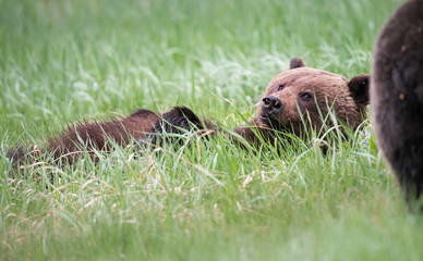 Grizzly bear in the wild