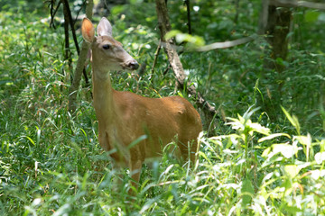 Young female doe deer facing camera right