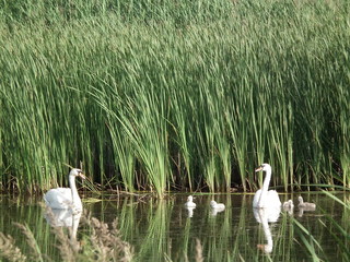 łabędź © Pawe