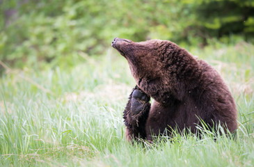 Fototapeta premium Grizzly bear in the wild