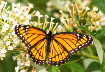 Beautiful Viceroy butterfly feeding on a Buddleia flower cluster in morning sunlight