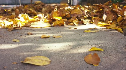 Gardener raking fallen autumnal leaves UHD 4K Clog footage
