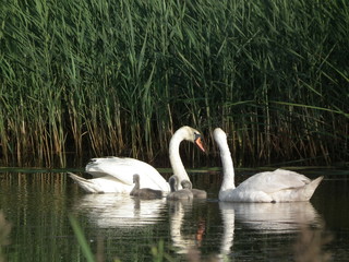 łabędź © Pawe