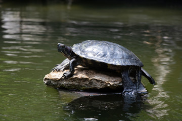 Turtle resting on a large rock