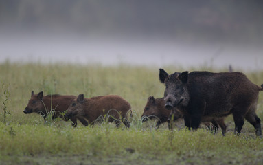 Wild boar with piglets walking on meadow