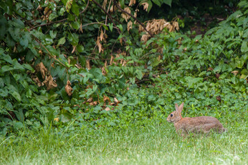 Young rabbit making way thru field
