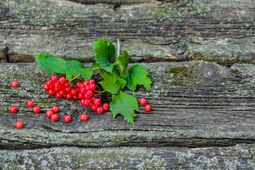 A sprig of natural red ripe viburnum berry, with green leaves, on a background of old boards with moss. Free space .