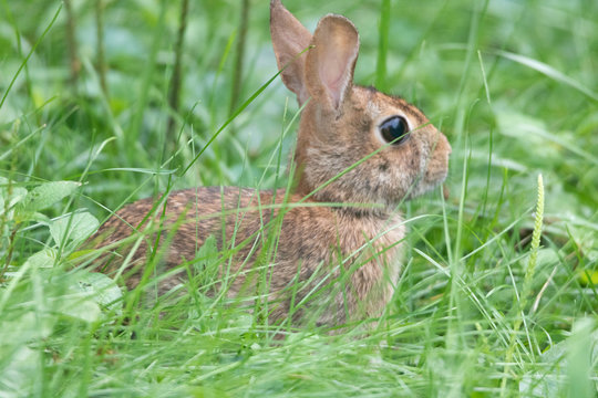 Closeup of rabbit facing right