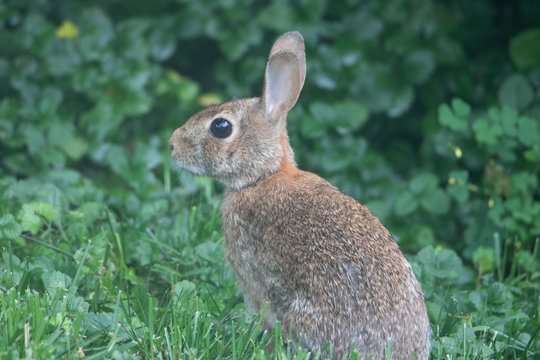 closeup of rabbit facing left