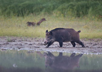 Wild boar beside river in forest