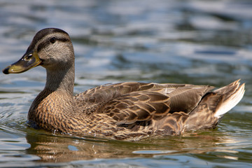 Duck close up in water