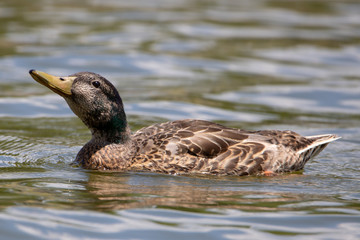 Duck swimming in water facing left