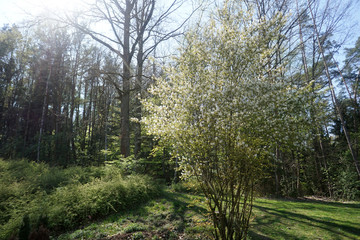 Well maintained park for recreation for all open in Germany