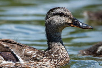 Young duck swimming in water