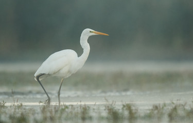 Great white egret (Egretta alba)