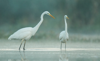 Great white egret (Egretta alba)
