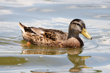 Duck swimming in water