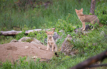 Coyote in the wild