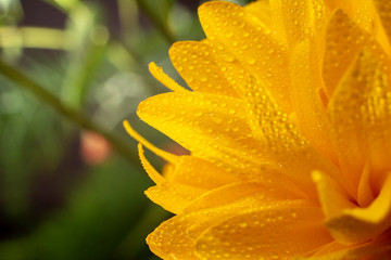 Yellow flower with a drops of water, close-up. Floral and natural background. Top view.