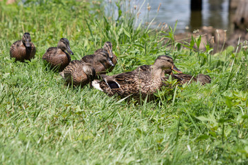 Baby ducklings following mother duck