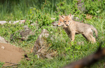 Coyote in the wild