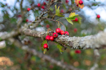  Red hawthorn fruit close up in early autumn