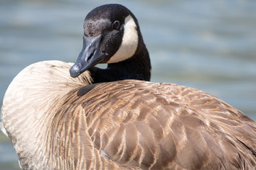Closeup of goose facing camera