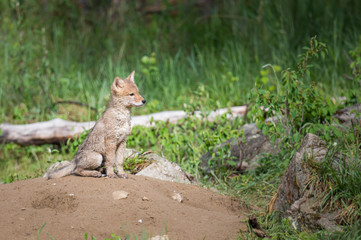 Coyote in the wild