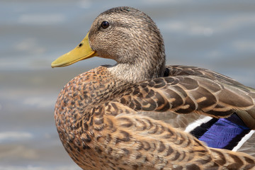 Duck closeup facing left