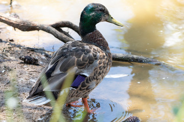 Duck standing in water