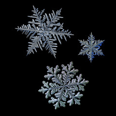 Three snowflakes isolated on black background. Macro photo of real snow crystals: large stellar...