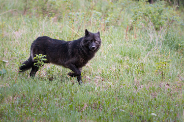 Black wolf in the wild