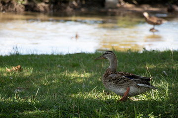 Single duck beside water pond