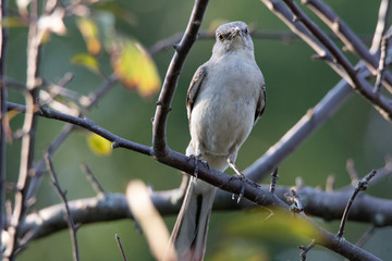 mocking bird facing camera