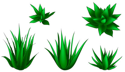 Floral set of aloe vera isolated vector illustration