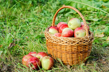 Wicker basket of apples on green grass in the garden.Natural organic apples in the fresh air in the morning.