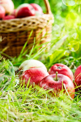 Freshly picked organic apples in a basket on nature.Fresh natural red apples in a wicker basket in the fresh air lit by the rays of the sun.