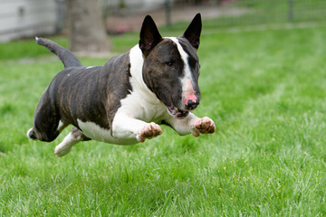 Bull terrier in full run on the grass - obrazy, fototapety, plakaty