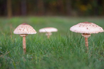 Mushroom umbrella  standing in the grass.