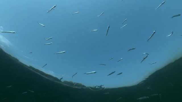 School of fish sand smelt or silverside swims under surface in blue water on blue sky background. Low-angle shot 