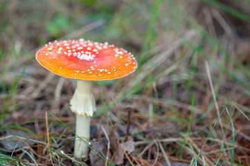 Fly agaric at the forest, closeup.