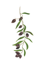 Watercolor painting a olive branch isolated on white