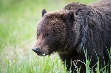 Fototapeta premium Grizzly bear in the wild