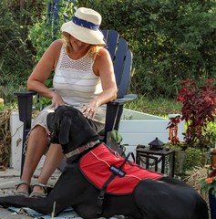 Older adult Caucasian woman with mobility issue is able to enjoy the outdoors on her patio with the help of her loyal and attentive Great Dane service dog by her side