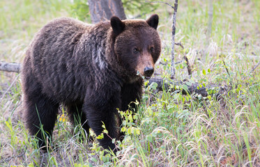 Plakat Grizzly bear in the wild
